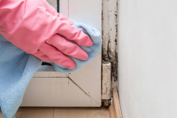 Why You Should Choose Our Mold Remediation Services in Big Lake, AK